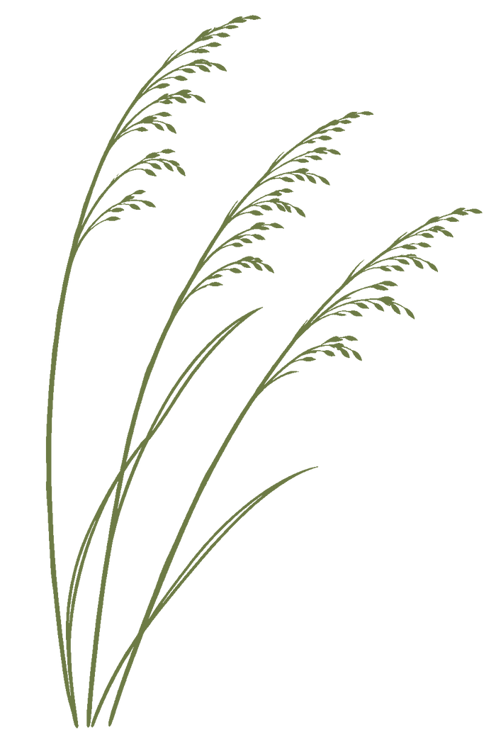 Olive sea oats line drawing